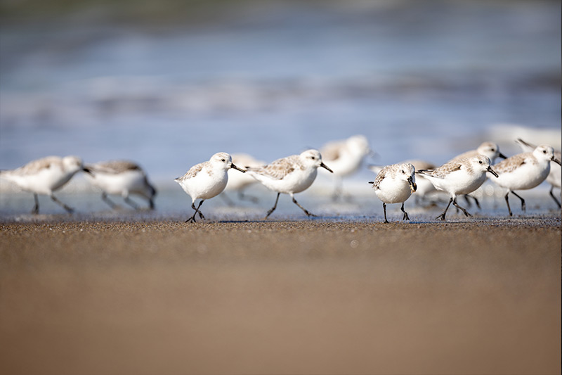 Vulputate mi sit amet mauris