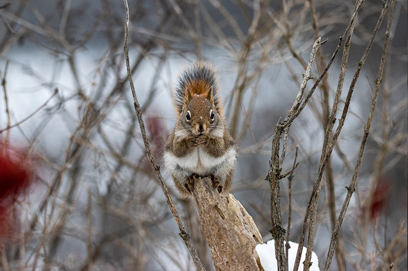 Id aliquet lectus proin nibh nisl